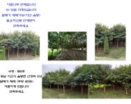 트리디비 - 이팝나무 10~15점 저렴하게 드립니다 트리디비(treedb)