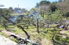 트리디비 - [부산]★해송흑송 H2.0-3,5 * R15-R20 ★ 트리디비(treedb)