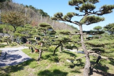 트리디비 - [부산]★해송흑송 H2.0-3,5 * R15-R20 ★ 트리디비(treedb)