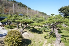 트리디비 - [부산]★해송흑송 H2.0-3,5 * R15-R20 ★ 트리디비(treedb)