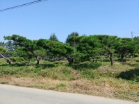 트리디비 - 가브리소나무 18-25점대 판매 트리디비(treedb)