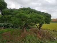 트리디비 - [전북] 전북] 실생씨반송전문 만평농장,규격다. . . 트리디비(treedb)