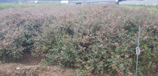 트리디비 - 꽃댕강 팝니다.. 트리디비(treedb)