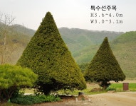 트리디비 - ■ 선주목, 주목나무, 특A급 트리디비(treedb)