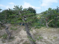 트리디비 - [부산]★정말 아끼며 키우던 작품들 입니다 트리디비(treedb)