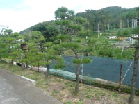 트리디비 - [부산]★해송 흑송 조형목 공사목 가격에 드립니다, 트리디비(treedb)