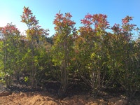 트리디비 - ■■ 소나무 H10 * W10 대형 소나무 팔아요. ■■ 트리디비(treedb)