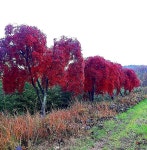 트리디비 - $$$[남송농원] 공작단풍 / 재배송 / 배롱 / 동백 판매 트리디비(treedb)