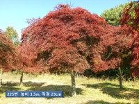 트리디비 - A급 공작단풍(R15~30) 500주 트리디비(treedb)