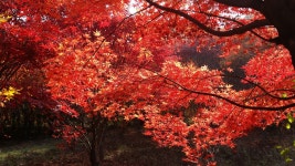 트리디비 - ★초대형 최고단풍 [24R-34R]★1000주 트리디비(treedb)