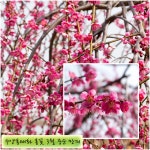 트리디비 - 운용매화,수양홍매화,홍매화,세열단풍,애기사과 정원수 판매합니다. 트리디비(treedb)