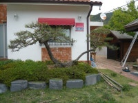 트리디비 - [부산]★조경 공사후 저희 농장 조형수로 식재한조경수 전지사진 입니다 트리디비(treedb)