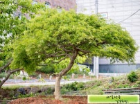 트리디비 - 일송농원의 포인트목 특수목 구경하세요. 트리디비(treedb)