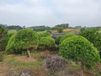 트리디비 - 다박솔 300여주 밭으로 싸게 팝니다. 트리디비(treedb)