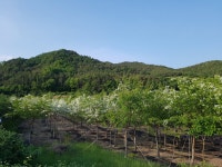 트리디비 - 이팝나무. 경북 영양군. R8점 ~ R12점 선별 판매 트리디비(treedb)