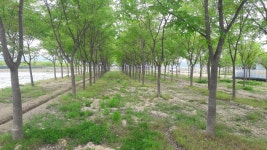 트리디비 - 느티, R18,  R20, 판매합니다. 트리디비(treedb)