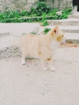 외방커뮤니티 > 애완동물 > 속초고양이