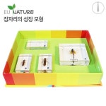 자연관찰교구 잠자리의성장모형*학습준비물,어린이집수업준비,유아과학수업,과학기자재*옵션선택은 배송메세지에 남겨주세요.