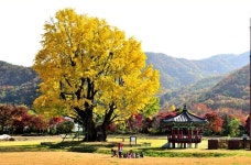 마을을 지키는 수호신, 요광리 은행나무,충청남도 금산군,명물,여행기사,트래블아이