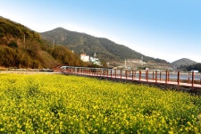 여수관광문화 > 이용안내 > 사진갤러리 > 의 반월마을 유채꽃 게시물 상세보기