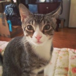 외방커뮤니티 > 애완동물 > 냥스타그램(스압)