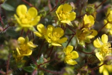 양지꽃 [울산사진DB] 양지꽃