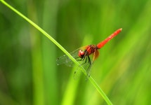 무제치늪의 꼬마잠자리 [울산사진DB] 무제치늪의 꼬마잠자리