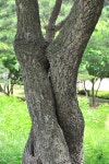 대공원 연리지 [울산사진DB] 대공원 연리지