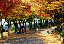 울산체육공원 마로니에광장 [울산사진DB] 울산체육공원 마로니에광장