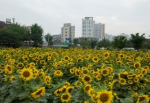 삼호철새공원의 해바라기 [울산사진DB] 삼호철새공원의 해바라기