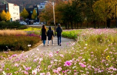삼호철새공원 주변의 코스모스 [울산사진DB] 삼호철새공원 주변의 코스모스