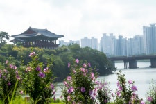 태화강지방정원의 무궁화동산 [울산사진DB] 태화강지방정원의 무궁화동산