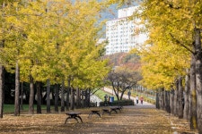 울산체육공원 은행나무길 [울산사진DB] 울산체육공원 은행나무길