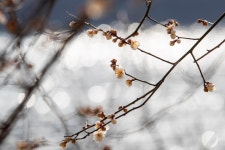 선암호수공원 매화 [울산사진DB] 선암호수공원 매화