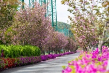 반천리 겹벚꽃길 [울산사진DB] 반천리 겹벚꽃길