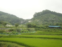 ♡아산시 토지(임야)경매/충남아산시경매>충남 아산시 배방읍 수철리 36-1 경매 정보/ 2015타경11518 여의주경매 김대표 블로그