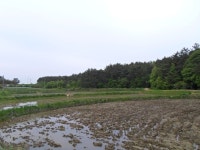 화천리 토지(임야)경매/서산시 지곡면 화천리 산10-18 /2015타경4813 여의주경매 김대표 블로그