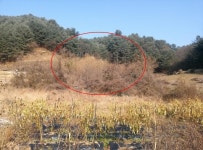 ♡가평군 토지(전)경매/경기도가평군경매>경기도 가평군 가평읍 달전리 562 경매 정보/ 2016타경24294 여의주경매 김대표 블로그