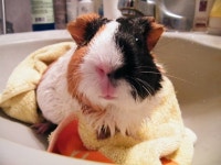 목욕 했 기니 - 동물,기타 갤러리