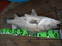 (西)서해조황 - 6/12 격포 해오름호 농어 생미끼 조황