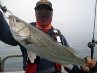 (西)서해조황 - 6/12 격포 해오름호 농어 생미끼 조황