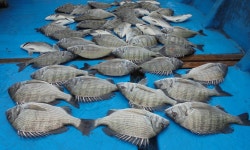 (南)남해조황 - 완도감성돔 찌낚시 마리수 대박 조황입니다~~