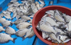 (南)남해조황 - 완도감성돔 찌낚시.. 마리수 조황입니다~~