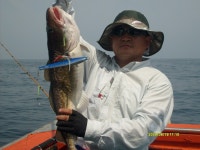 (南)남해조황 - 세찬조류속 ,대구지깅조항 ,,