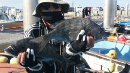 (南)남해조황 - [해원1호] 4짜 포함 감성돔 마릿 수 조황 입니다. ^^*