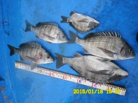 (南)남해조황 - [해원1호] 빵 좋은 완도 감성돔 조황 입니다. ^^*