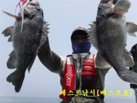 인천권조황 - 6월 28일 베스트호(연안부두) 조황입니다.
