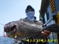인천권조황 - 8월11일 베스트호(연안부두) 우럭~조황!!
