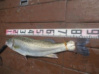 인천권조황 - 8월19일 파워호 외수질 조황 보세요^^^^^^^^^^^^^^^