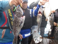 인천권조황 - 서해호(서해2호)11월 15일 농어 우럭 초대박 조황